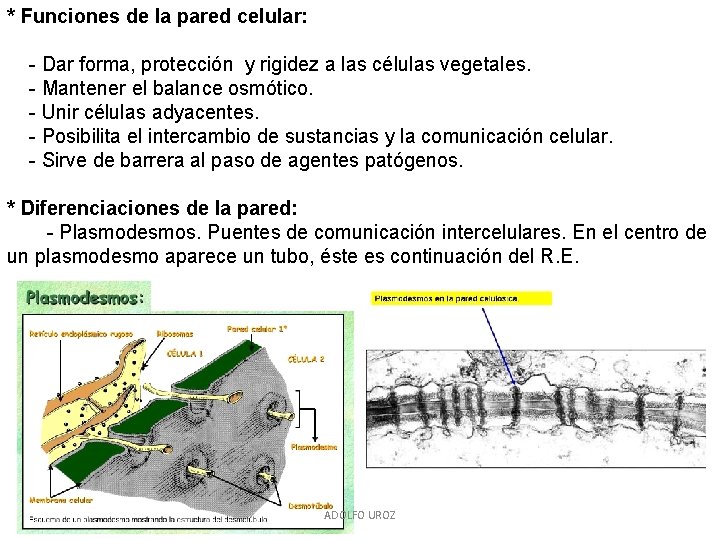 * Funciones de la pared celular: - Dar forma, protección y rigidez a las