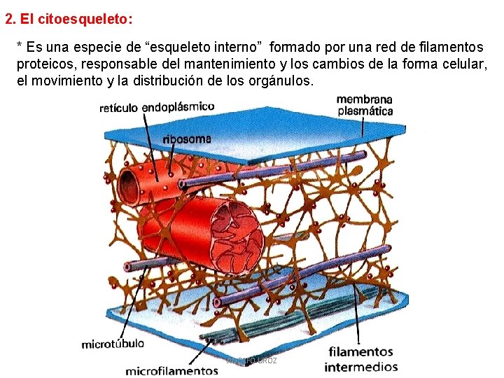 2. El citoesqueleto: * Es una especie de “esqueleto interno” formado por una red