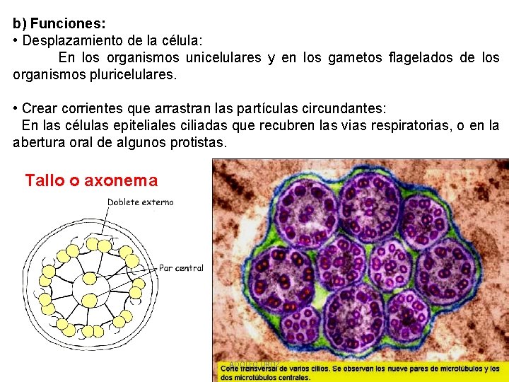 b) Funciones: • Desplazamiento de la célula: En los organismos unicelulares y en los