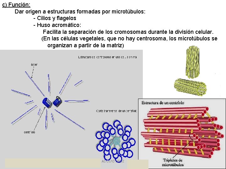 c) Función: Dar origen a estructuras formadas por microtúbulos: - Cilios y flagelos -