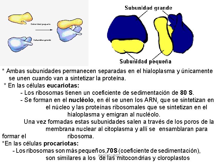 * Ambas subunidades permanecen separadas en el hialoplasma y únicamente se unen cuando van