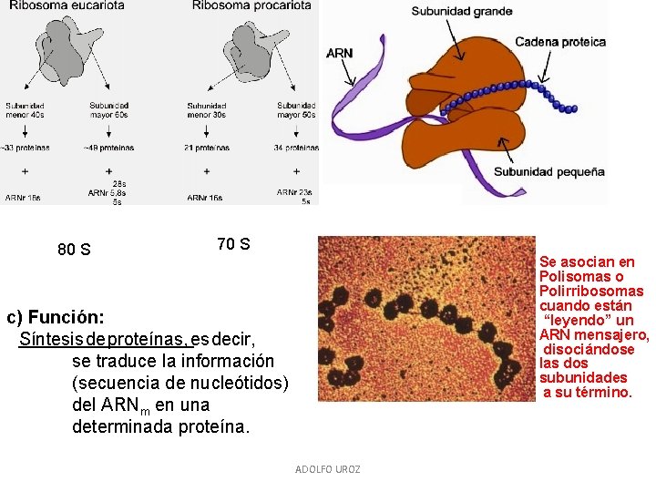80 S 70 S Se asocian en Polisomas o Polirribosomas cuando están “leyendo” un