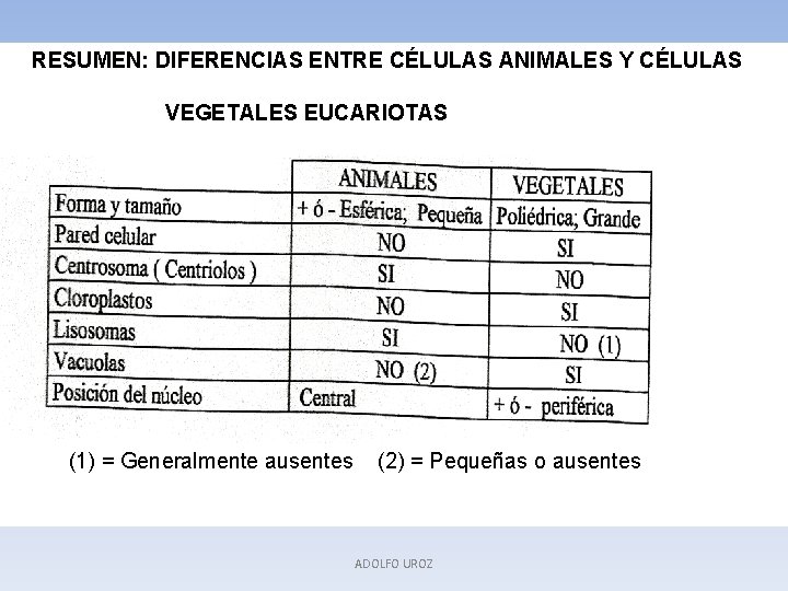 RESUMEN: DIFERENCIAS ENTRE CÉLULAS ANIMALES Y CÉLULAS VEGETALES EUCARIOTAS (1) = Generalmente ausentes (2)