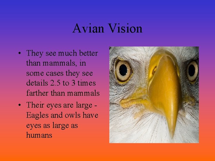 Avian Vision • They see much better than mammals, in some cases they see