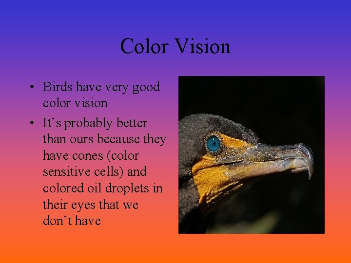 Color Vision • Birds have very good color vision • It’s probably better than