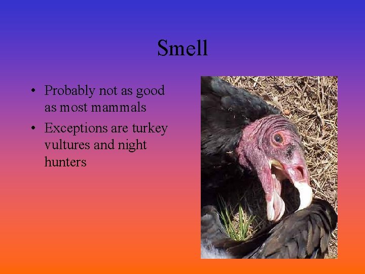 Smell • Probably not as good as most mammals • Exceptions are turkey vultures