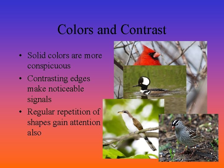 Colors and Contrast • Solid colors are more conspicuous • Contrasting edges make noticeable