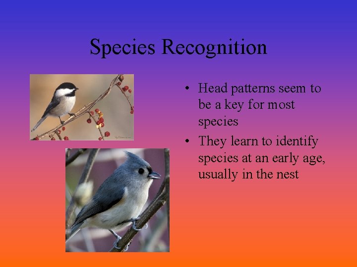 Species Recognition • Head patterns seem to be a key for most species •