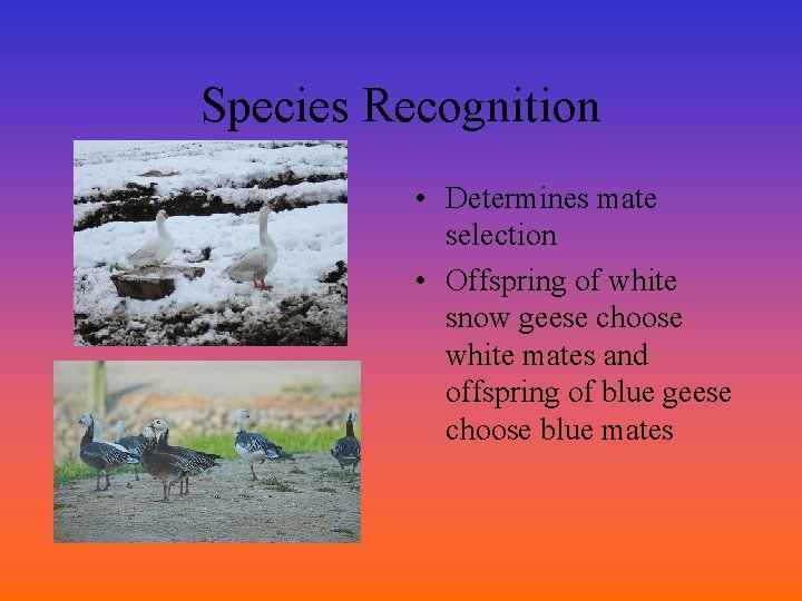 Species Recognition • Determines mate selection • Offspring of white snow geese choose white