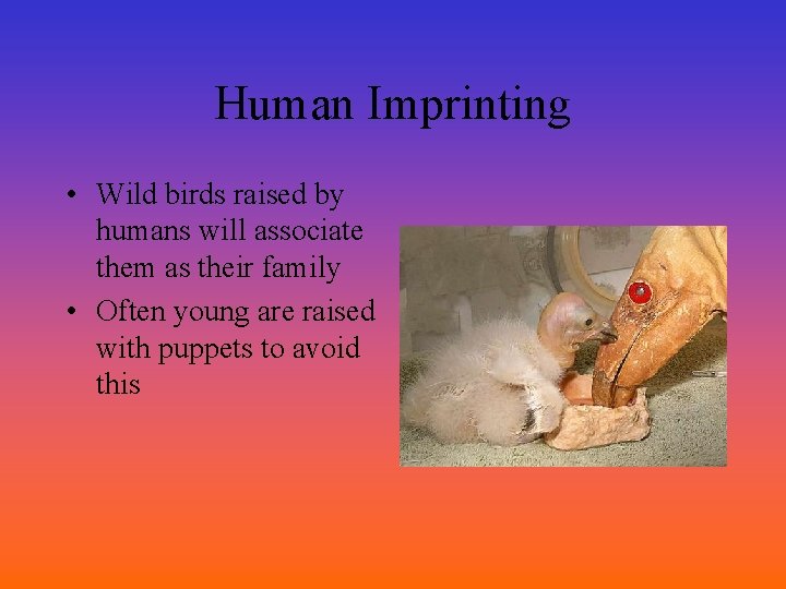 Human Imprinting • Wild birds raised by humans will associate them as their family