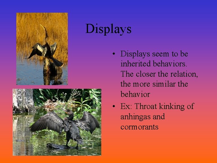 Displays • Displays seem to be inherited behaviors. The closer the relation, the more