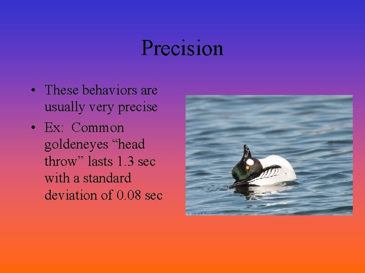 Precision • These behaviors are usually very precise • Ex: Common goldeneyes “head throw”