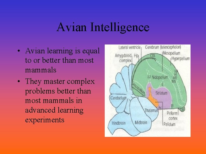 Avian Intelligence • Avian learning is equal to or better than most mammals •