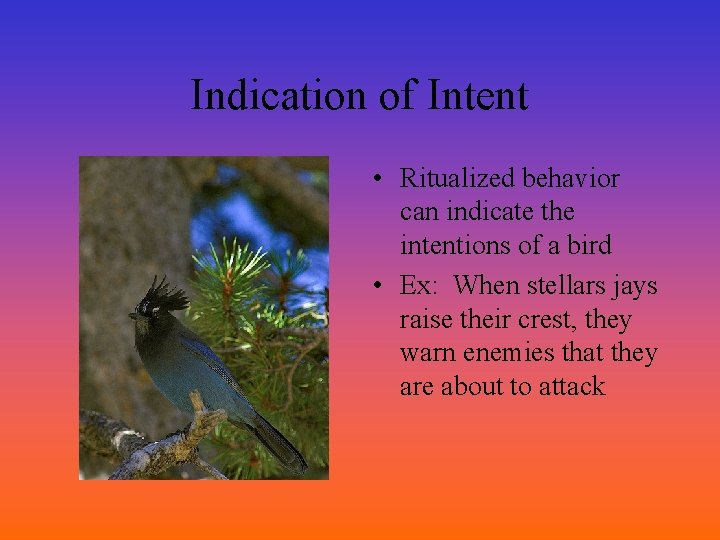 Indication of Intent • Ritualized behavior can indicate the intentions of a bird •