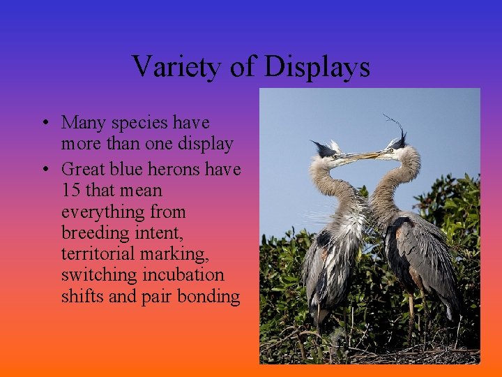 Variety of Displays • Many species have more than one display • Great blue