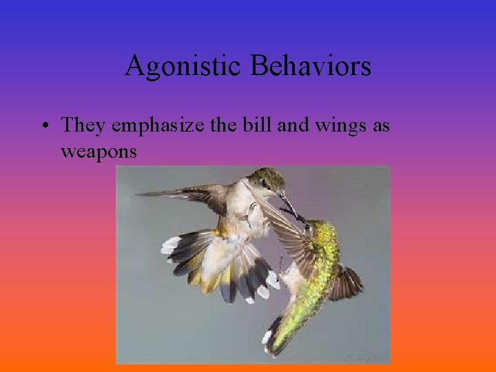 Agonistic Behaviors • They emphasize the bill and wings as weapons 