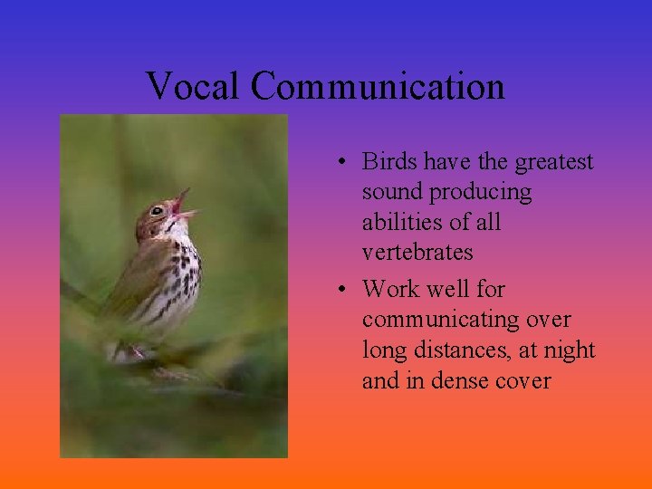 Vocal Communication • Birds have the greatest sound producing abilities of all vertebrates •