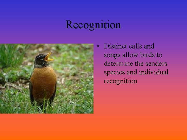 Recognition • Distinct calls and songs allow birds to determine the senders species and