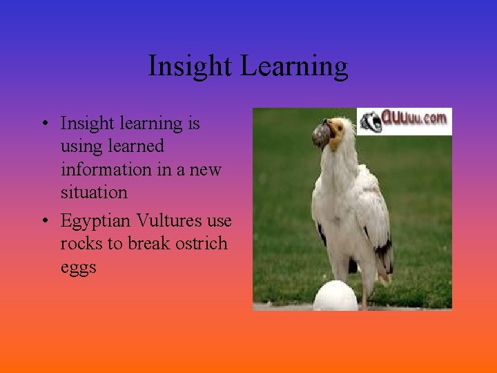 Insight Learning • Insight learning is using learned information in a new situation •