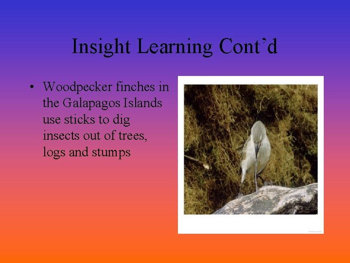 Insight Learning Cont’d • Woodpecker finches in the Galapagos Islands use sticks to dig