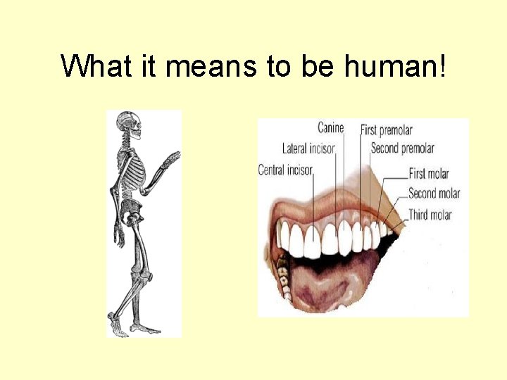 What it means to be human! 