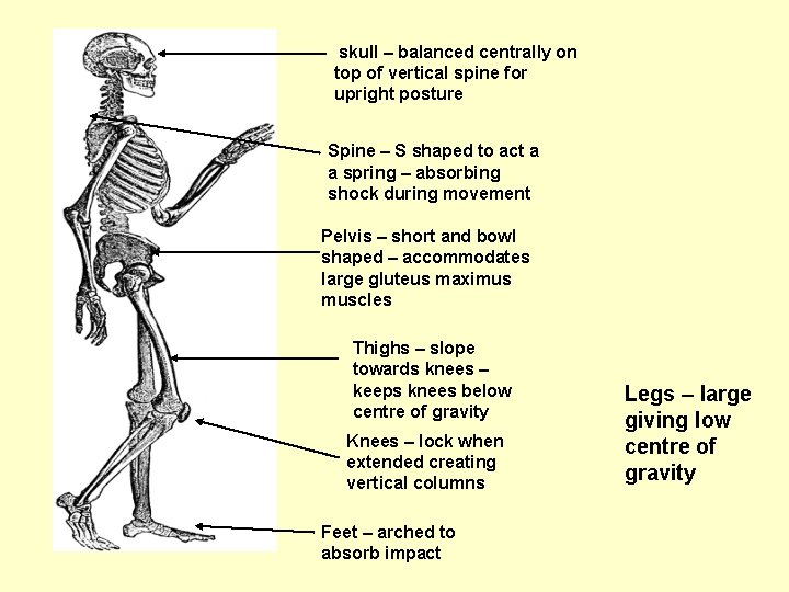skull – balanced centrally on top of vertical spine for upright posture Spine –