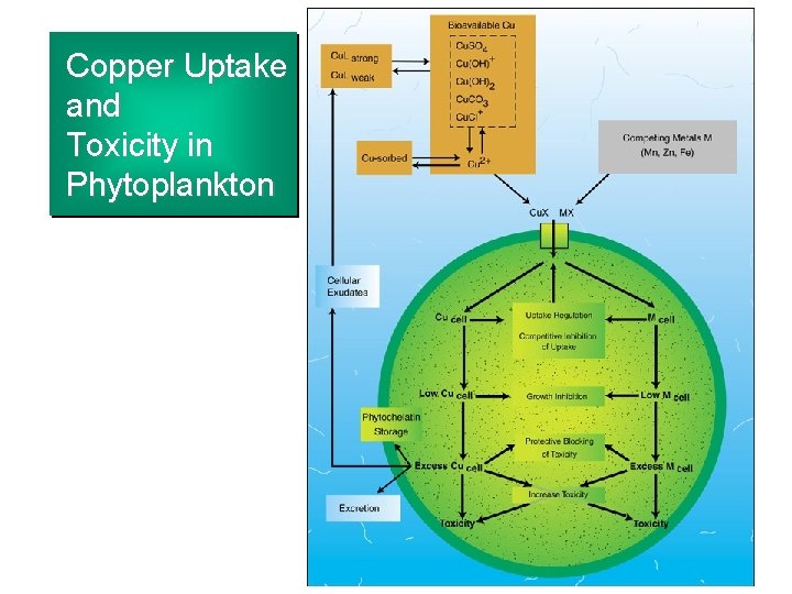 Copper Uptake and Toxicity in Phytoplankton 