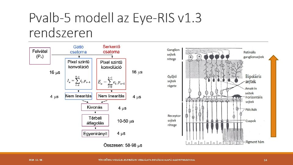 Pvalb-5 modell az Eye-RIS v 1. 3 rendszeren 2019. 11. 08. TÉR-IDŐBELI VIZUÁLIS JELENSÉGEK