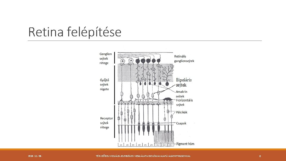 Retina felépítése 2019. 11. 08. TÉR-IDŐBELI VIZUÁLIS JELENSÉGEK VIZSGÁLATA BIOLÓGIAI ALAPÚ ALGORITMUSOKKAL 6 