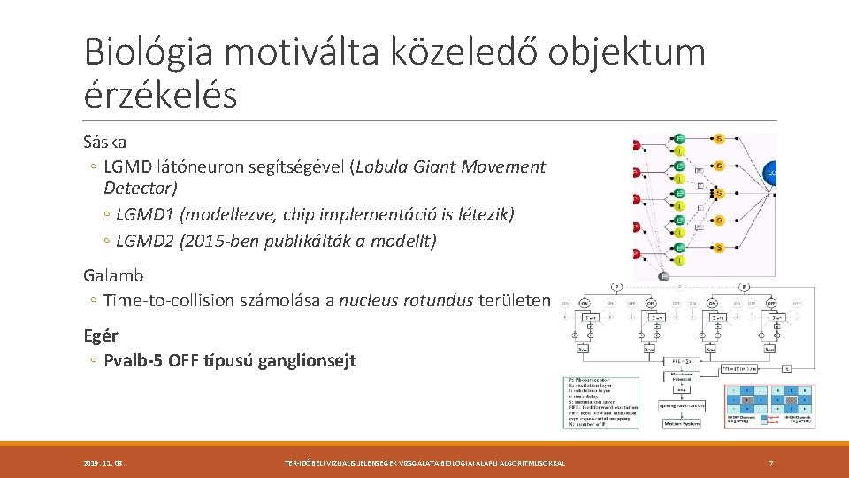 Biológia motiválta közeledő objektum érzékelés Sáska ◦ LGMD látóneuron segítségével (Lobula Giant Movement Detector)