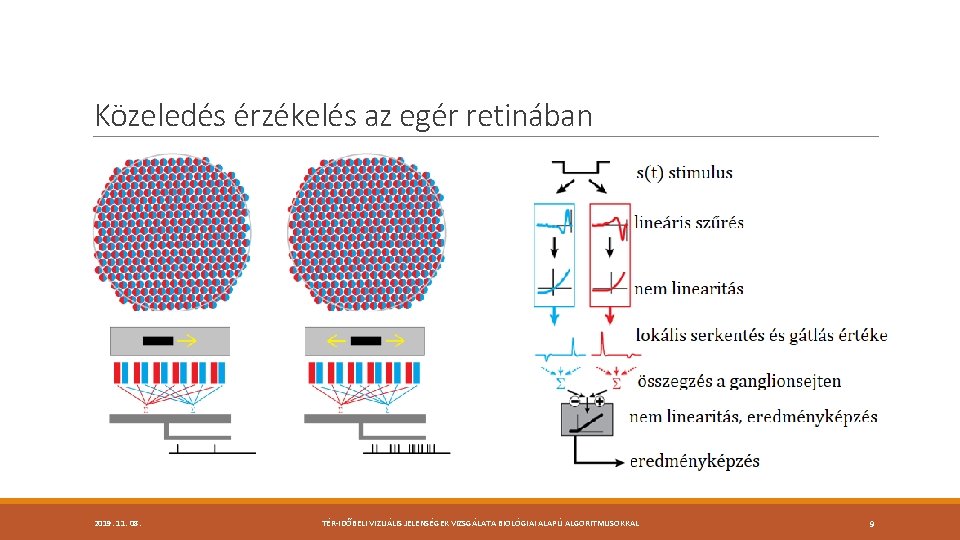 Közeledés érzékelés az egér retinában 2019. 11. 08. TÉR-IDŐBELI VIZUÁLIS JELENSÉGEK VIZSGÁLATA BIOLÓGIAI ALAPÚ