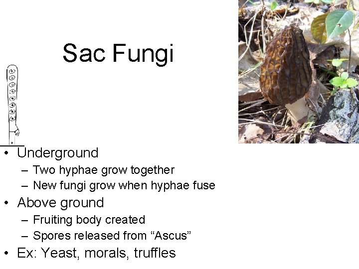 Sac Fungi • Underground – Two hyphae grow together – New fungi grow when