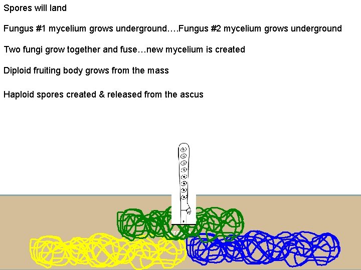 Spores will land Fungus #1 mycelium grows underground…. Fungus #2 mycelium grows underground Two