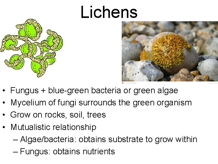 Lichens • • Fungus + blue-green bacteria or green algae Mycelium of fungi surrounds