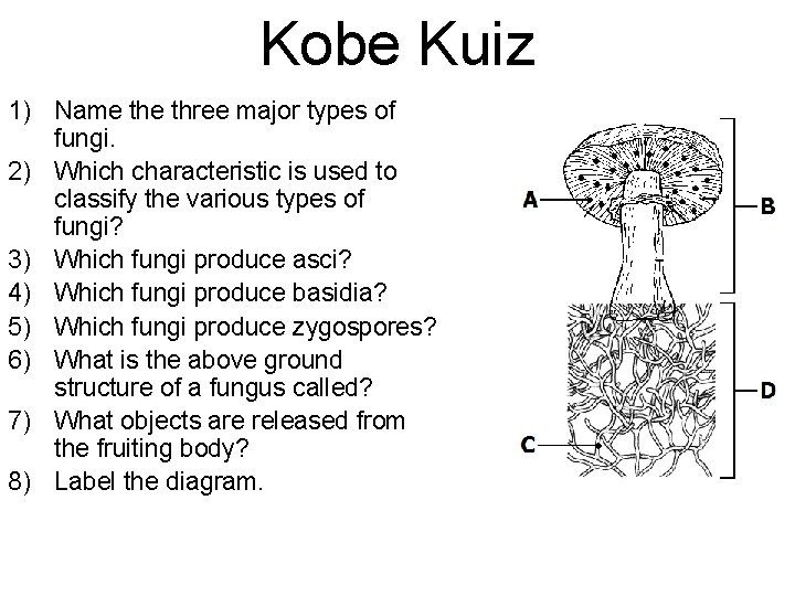 Kobe Kuiz 1) Name three major types of fungi. 2) Which characteristic is used