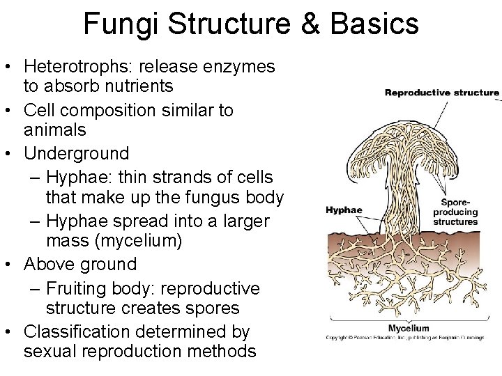 Fungi Structure & Basics • Heterotrophs: release enzymes to absorb nutrients • Cell composition