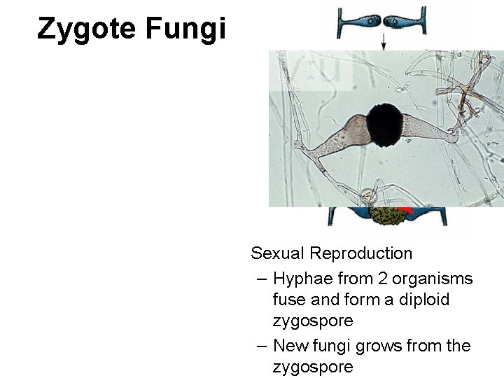 Zygote Fungi • Sexual Reproduction – Hyphae from 2 organisms • Asexual Reproduction fuse