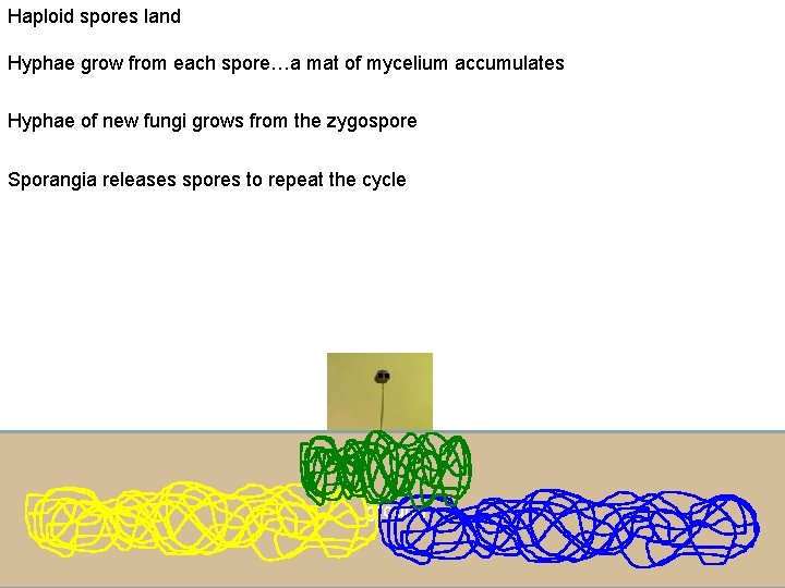 Haploid spores land Hyphae grow from each spore…a mat of mycelium accumulates Hyphae of