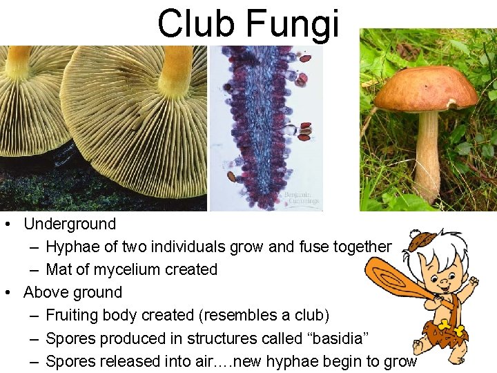 Club Fungi • Underground – Hyphae of two individuals grow and fuse together –