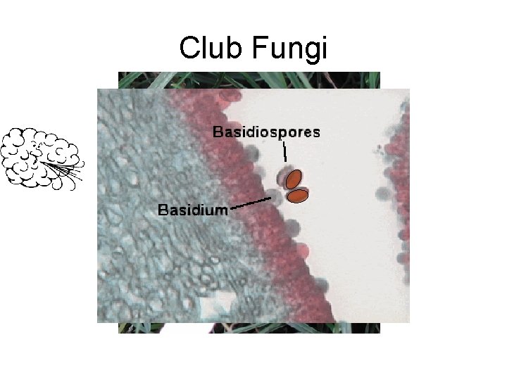 Club Fungi 