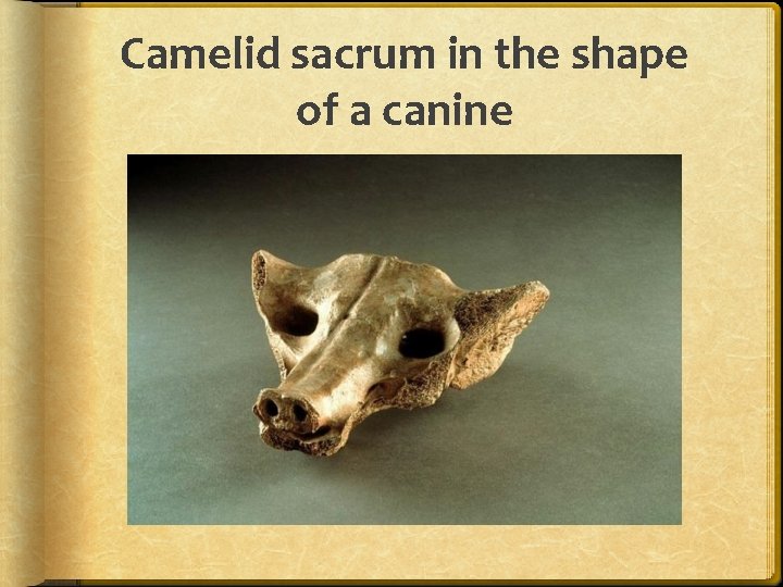 Camelid sacrum in the shape of a canine 