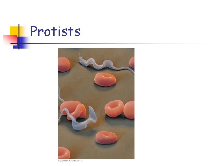 Protists Protists
