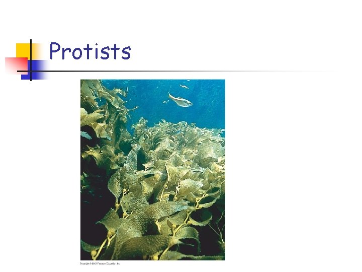 Protists 