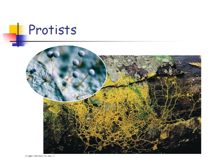 Protists Protists