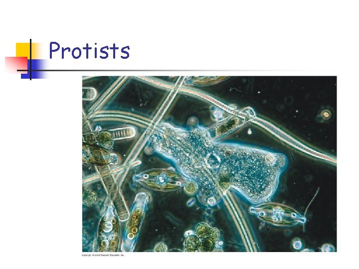 Protists 