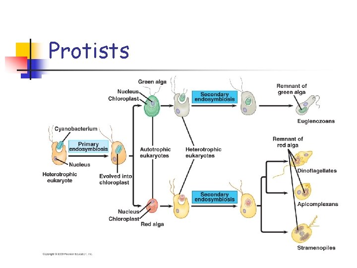 Protists Protists