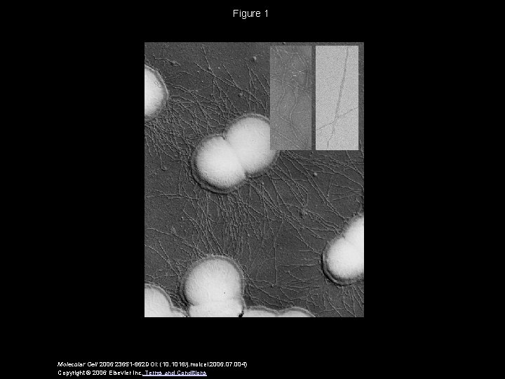 Figure 1 Molecular Cell 2006 23651 -662 DOI: (10. 1016/j. molcel. 2006. 07. 004)