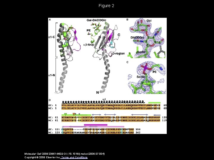 Figure 2 Molecular Cell 2006 23651 -662 DOI: (10. 1016/j. molcel. 2006. 07. 004)