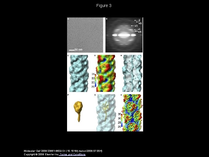 Figure 3 Molecular Cell 2006 23651 -662 DOI: (10. 1016/j. molcel. 2006. 07. 004)