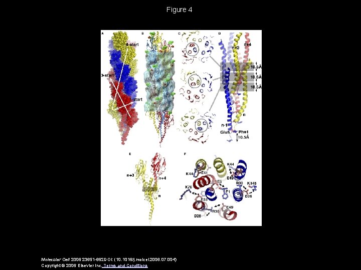 Figure 4 Molecular Cell 2006 23651 -662 DOI: (10. 1016/j. molcel. 2006. 07. 004)